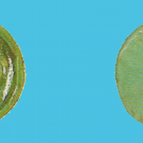 Socle vert clair - toutes figurines - 1979/83
